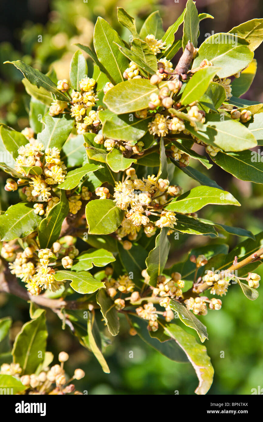 Branch of bay laurel in bloom in spring. Stock Photo