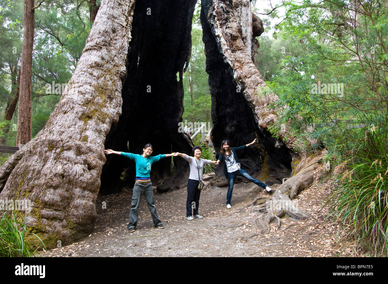 Giant Red Tingle Tree in Walpole-Nornalup National Park, Western Australia. Stock Photo