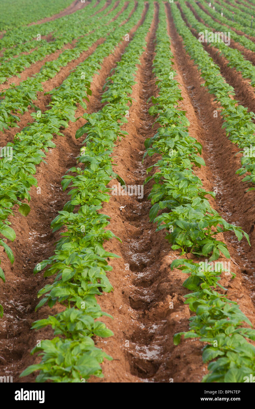 Rows in a field of potatoes Stock Photo - Alamy