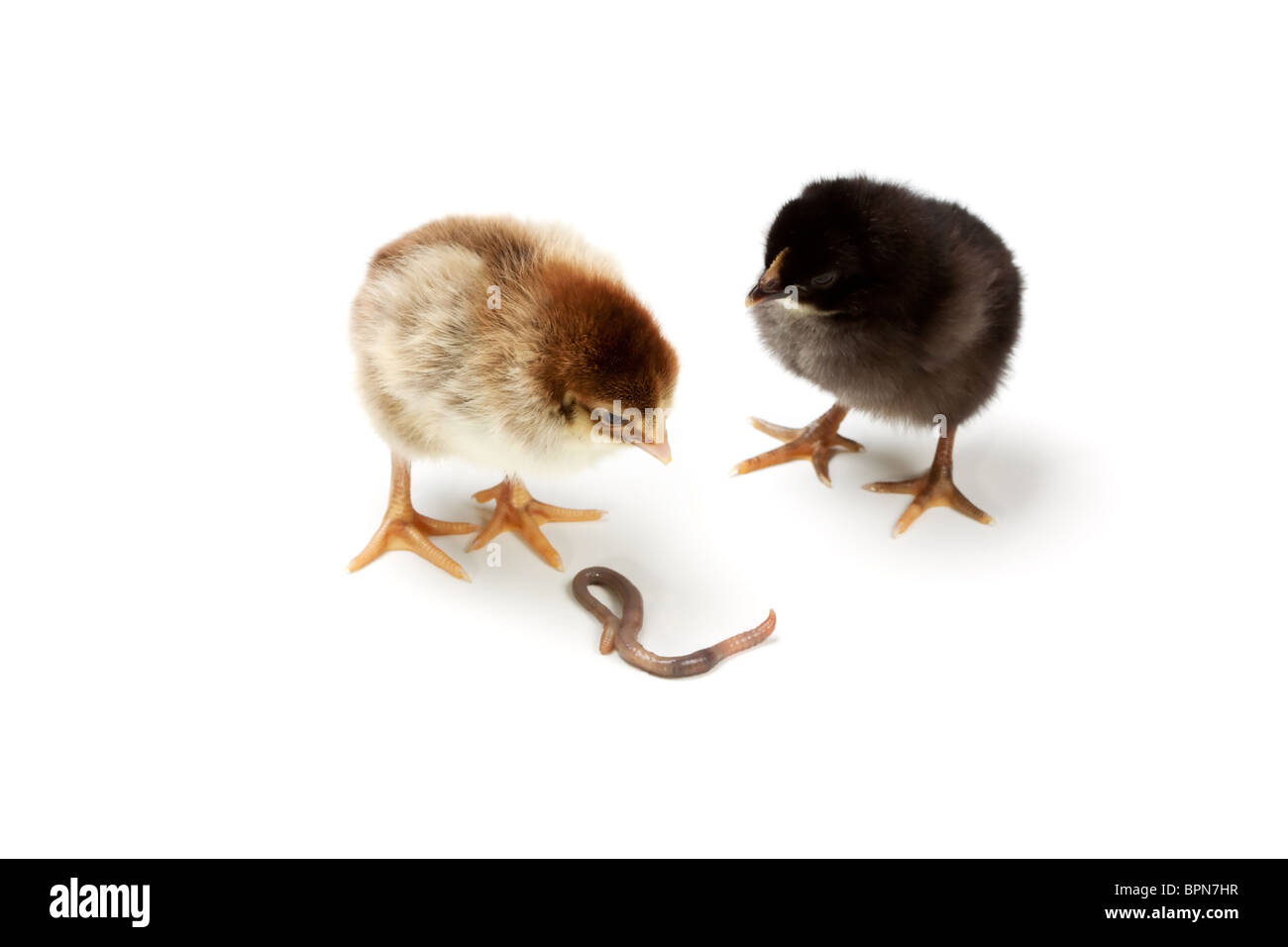 Two chickens considering an earthworm isolated on a white background