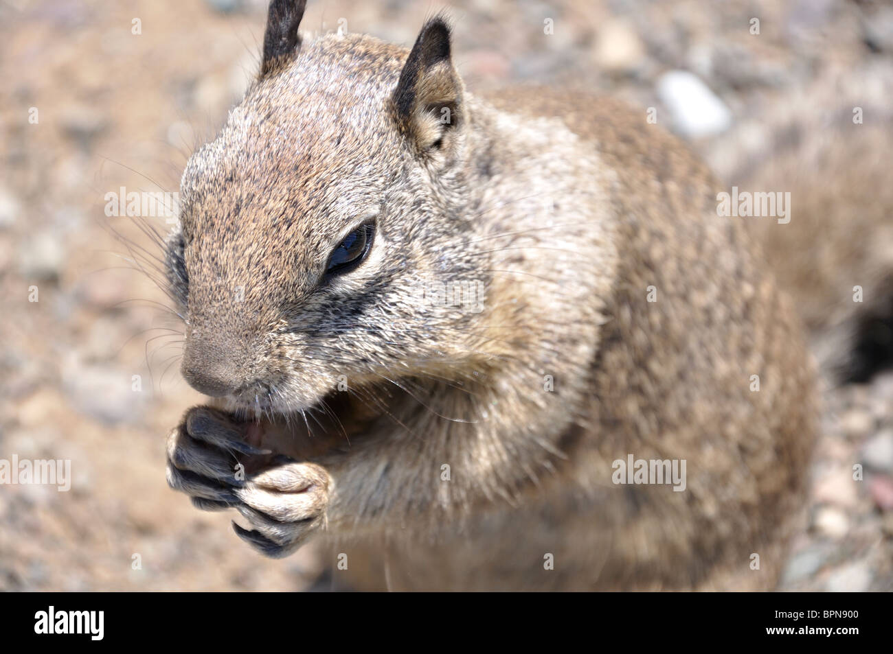 Squirrel eating pistachio nut Stock Photo Alamy