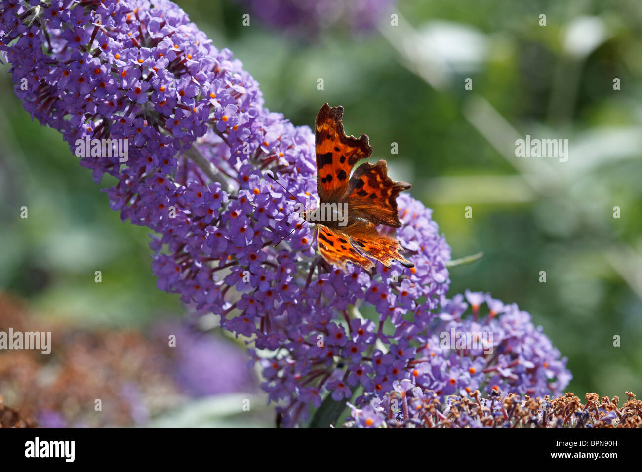 Comma butterfly on Buddleja 'Lochinch' in Yorkshire, UK Stock Photo