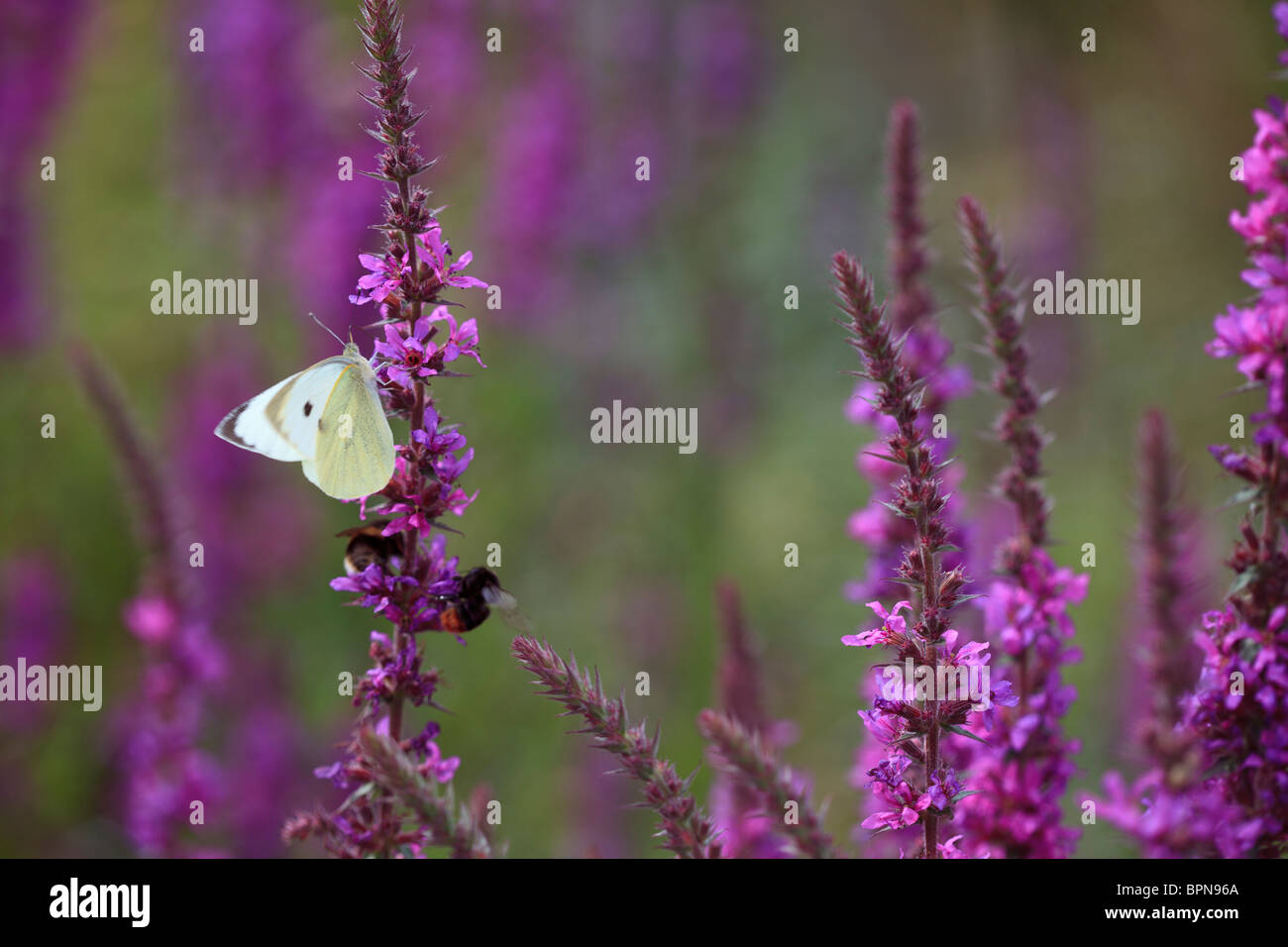 Lythrum salicaria 'Lady Sackville' and Large White Butterfly (Pieris brassicae) Stock Photo