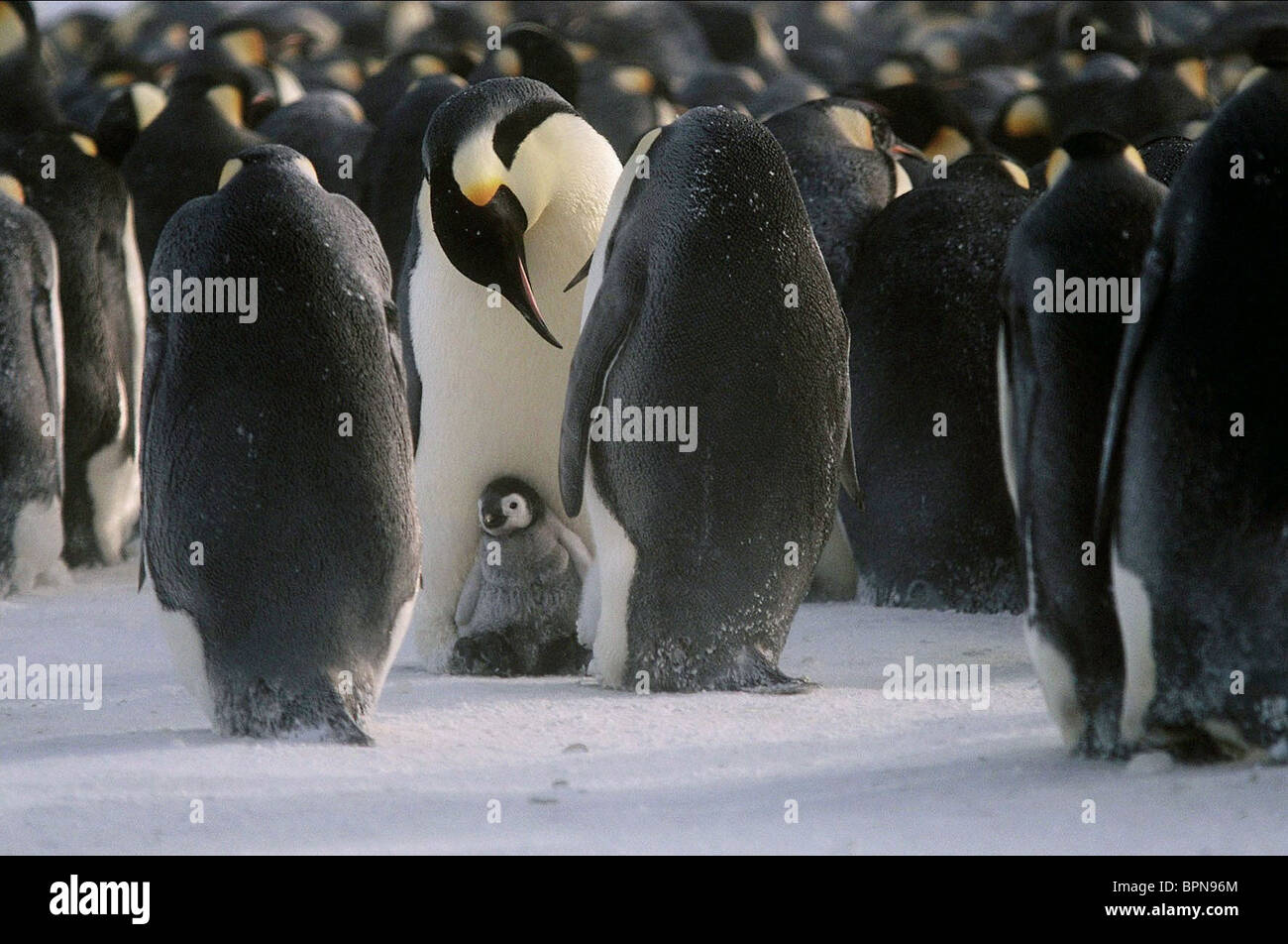 March Of The Penguins Documentary Stock Photos & March Of The Penguins