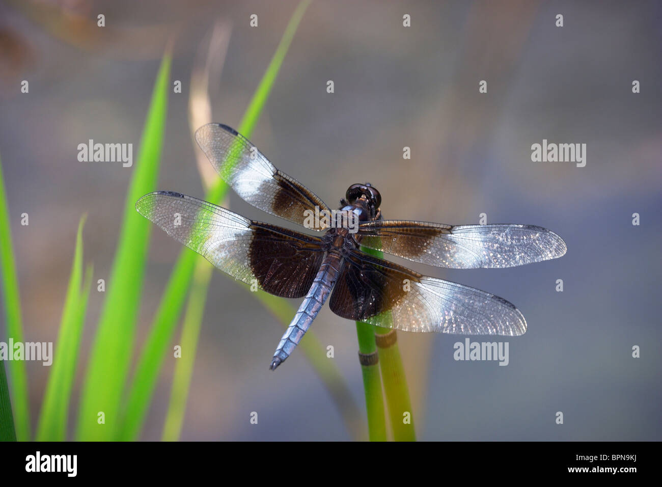 Male widow skimmer dragonfly hi-res stock photography and images - Alamy