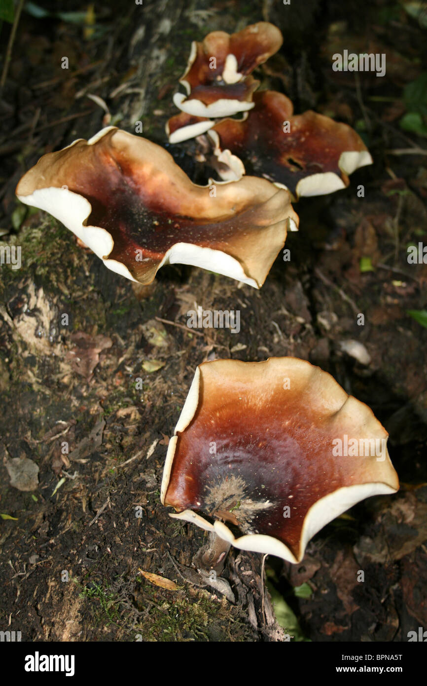 Bay Polypore Polyporus badius Taken at Dibbinsdale LNR, Wirral, UK Stock Photo