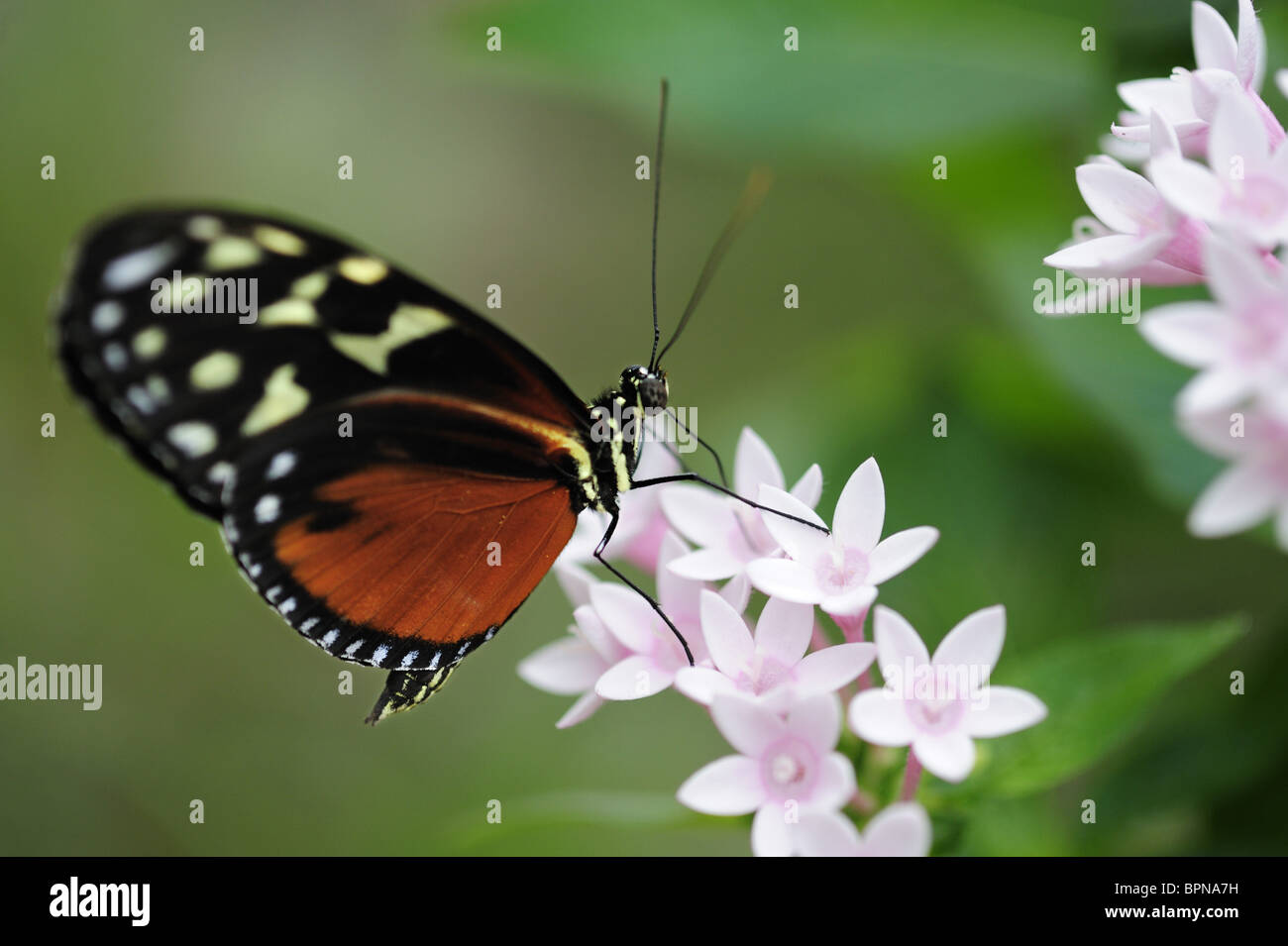 Close up of a plain tiger, Danaus chrysippus, butterfly house, Botanic garden, Munich, Bavaria, Germany Stock Photo