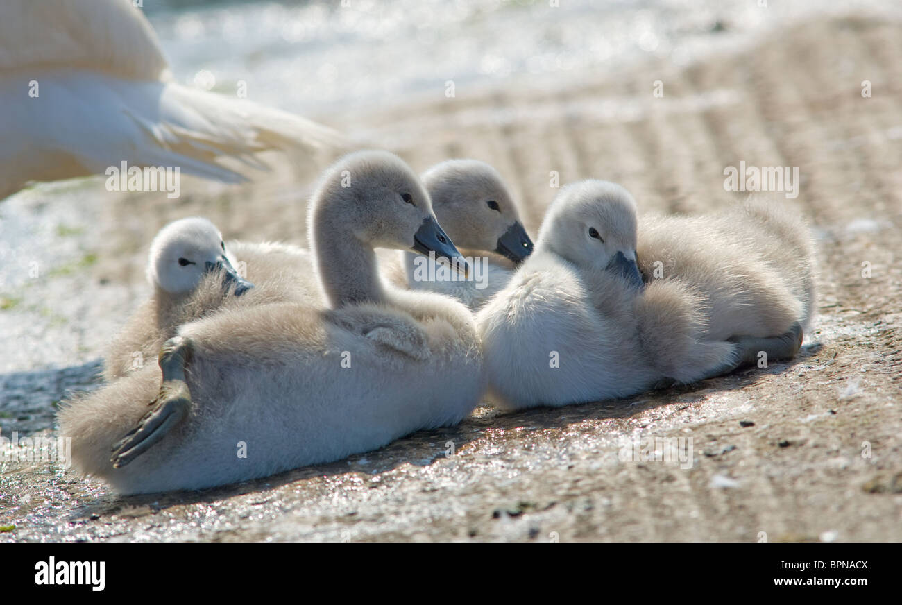 Young mute swan cygnets just a few days old Stock Photo