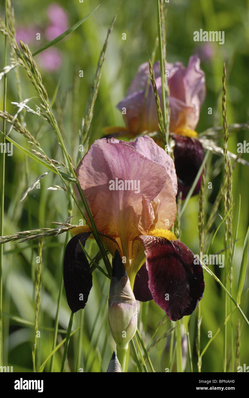 Red iris with blades of grass Stock Photo