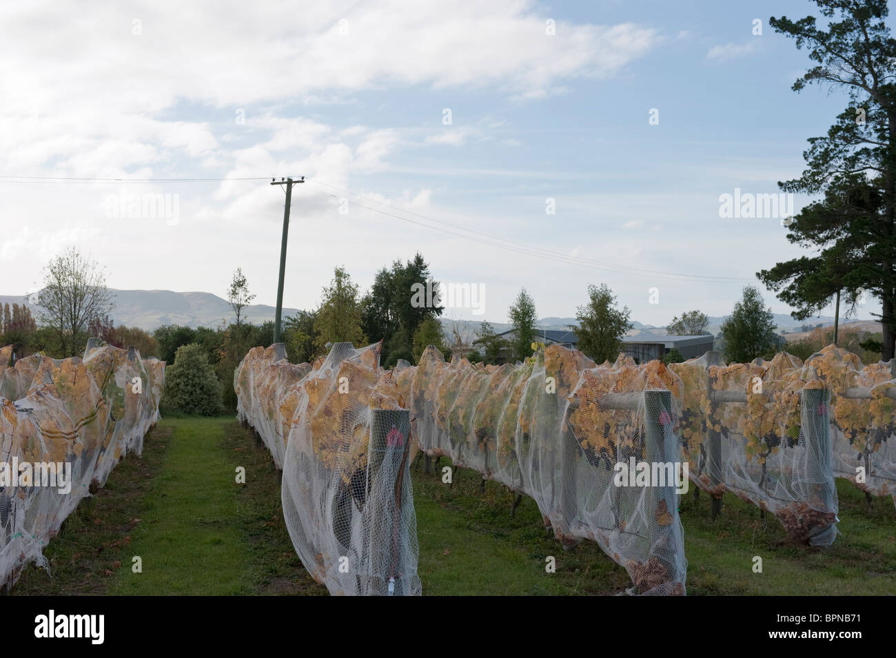 Grape vines covered by nets to protect the harvest, at the Old Glenmark