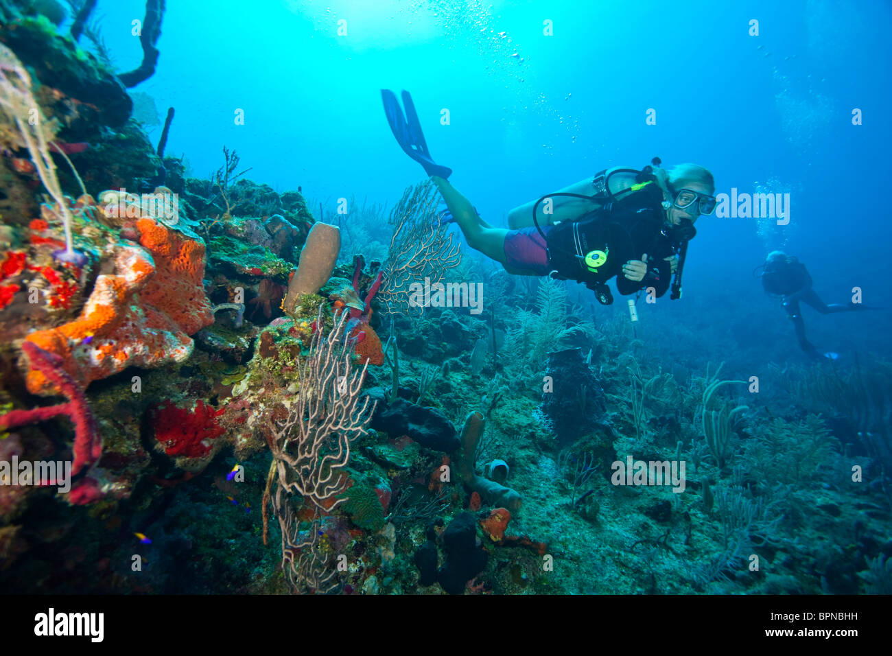female scuba diver, North Side of Utila, Bay Islands, Honduras, Central America Stock Photo Alamy