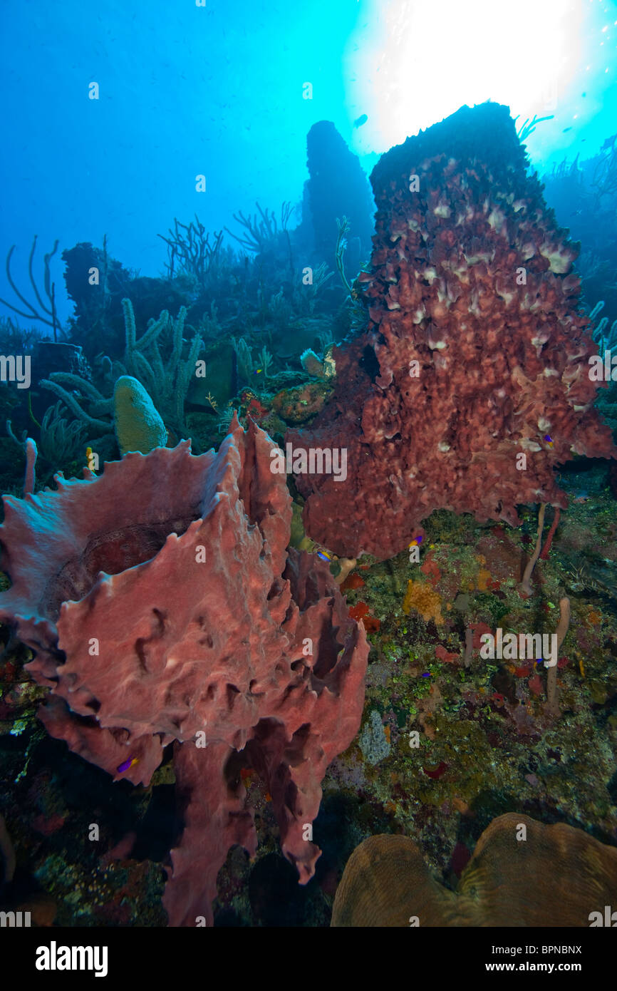 Giant Barrel Sponges (Xestopongia muta), Utila, Bay Islands, Honduras