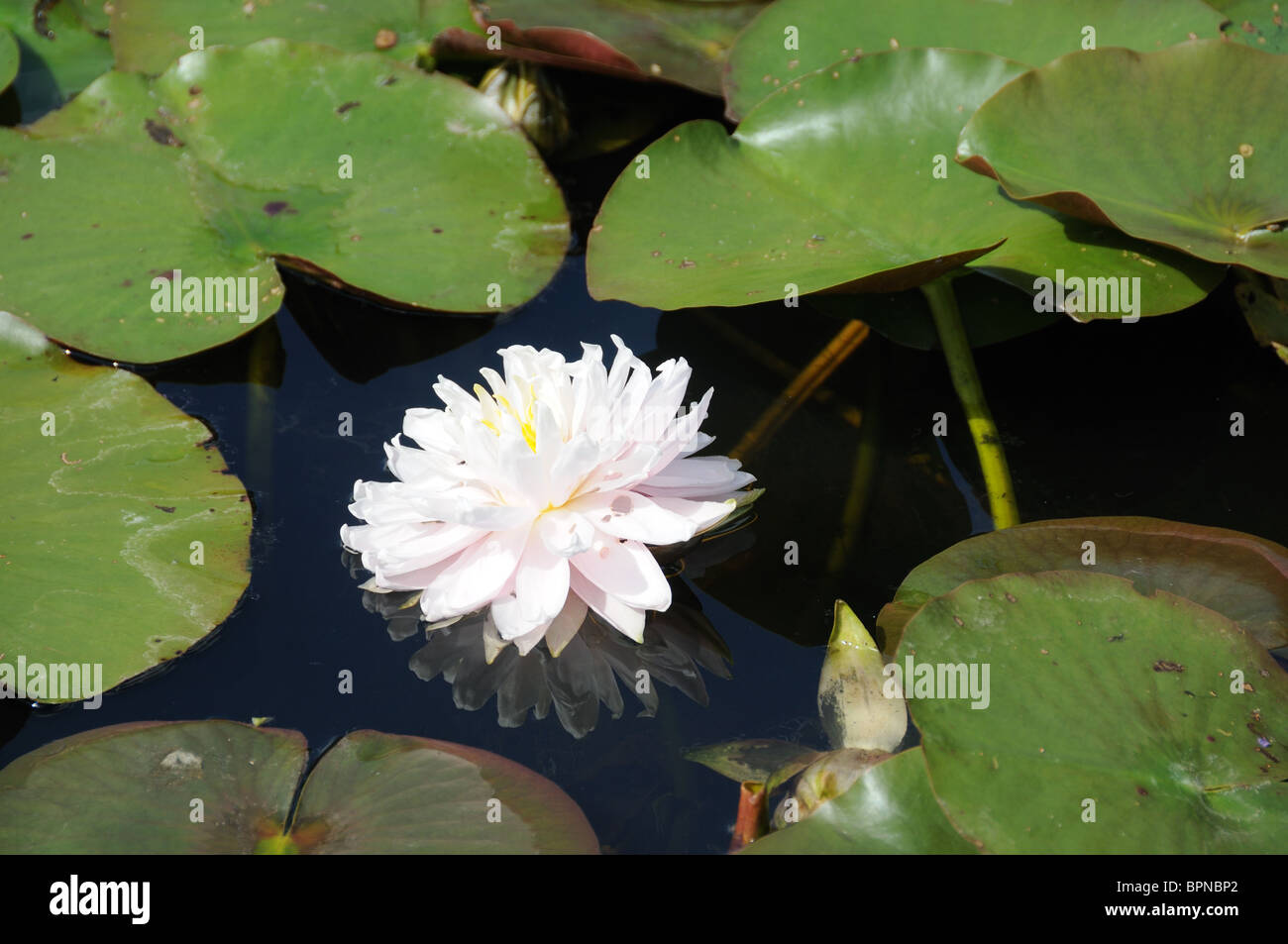 White water lily Stock Photo