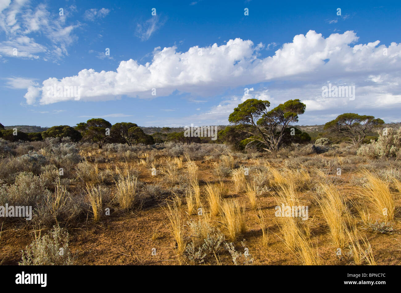Grassy landscape on the Nullarbor Plain, Western Australia. Stock Photo