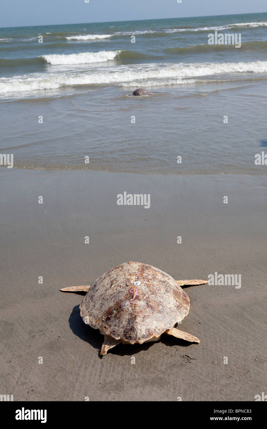 A rehabilitated loggerhead sea turtle released back to the ocean by the ...
