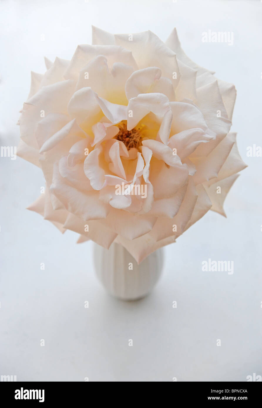 large pink rose in white vase Stock Photo