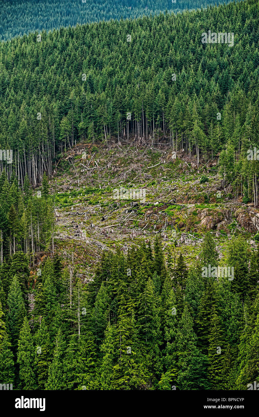 Clearcutting along the Campell River, British Colombia, Canada Stock Photo