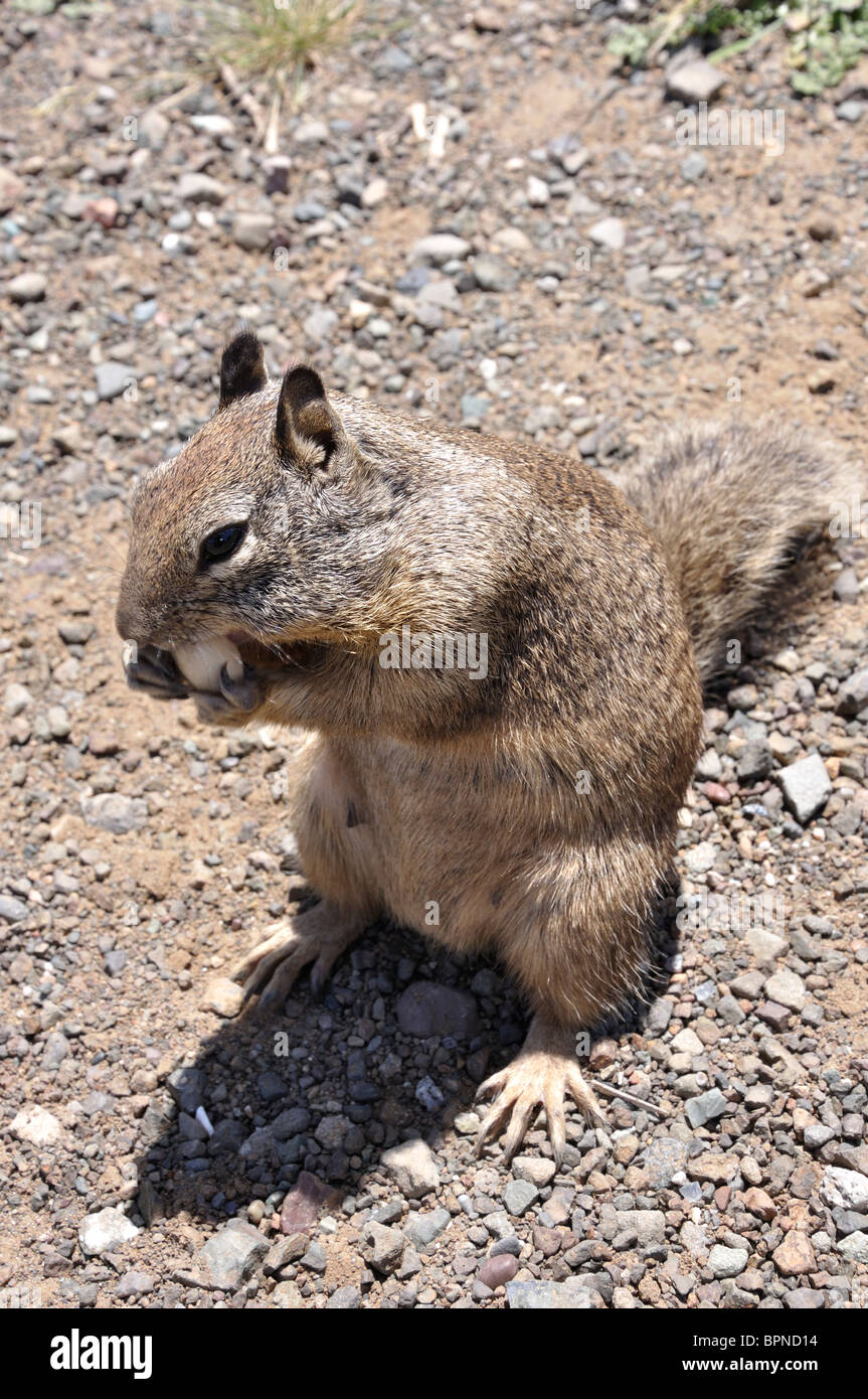 Squirrel eating pistachio nut Stock Photo Alamy