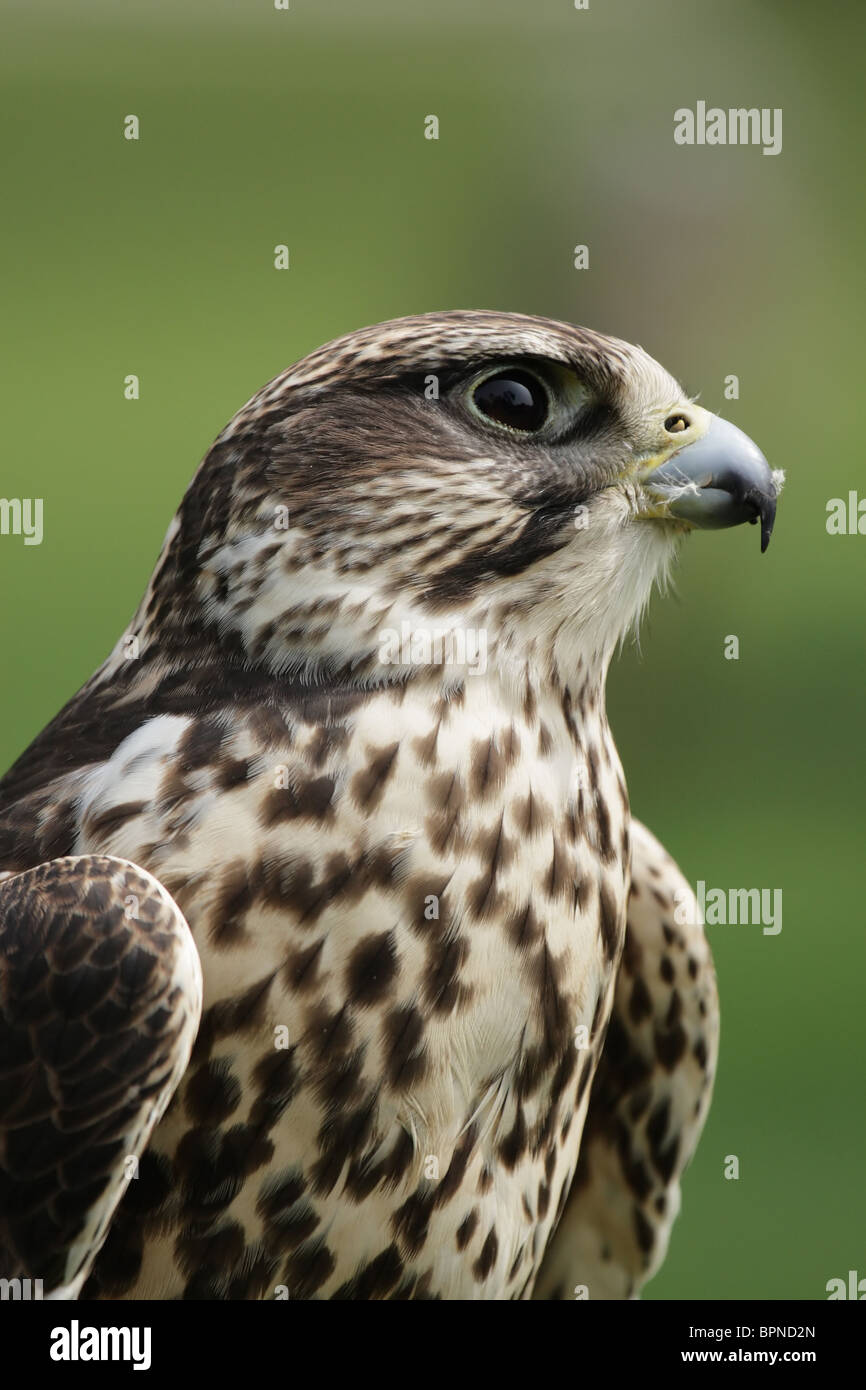 Portrait of a Saker Falcon (Falco cherrug). Stock Photo