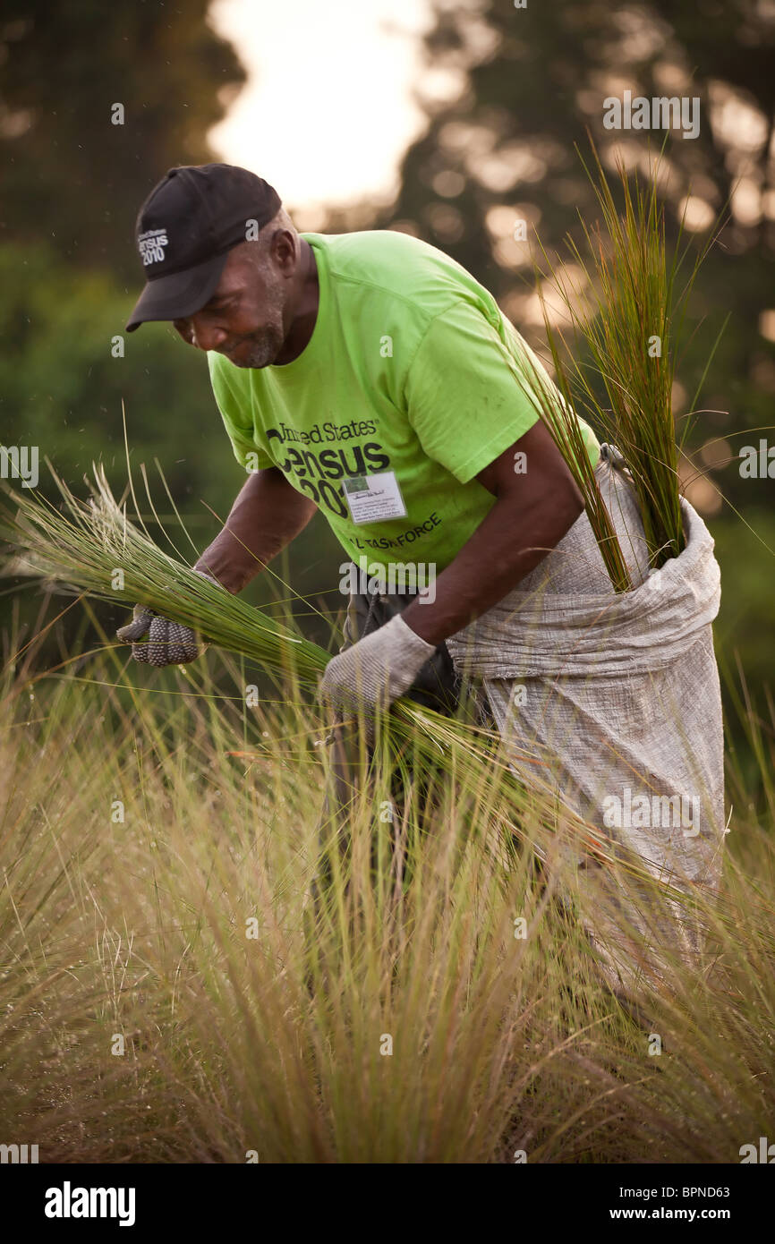 A Gullah sweet grass basket weaver harvests sweet grass to prepare for traditional baskets in