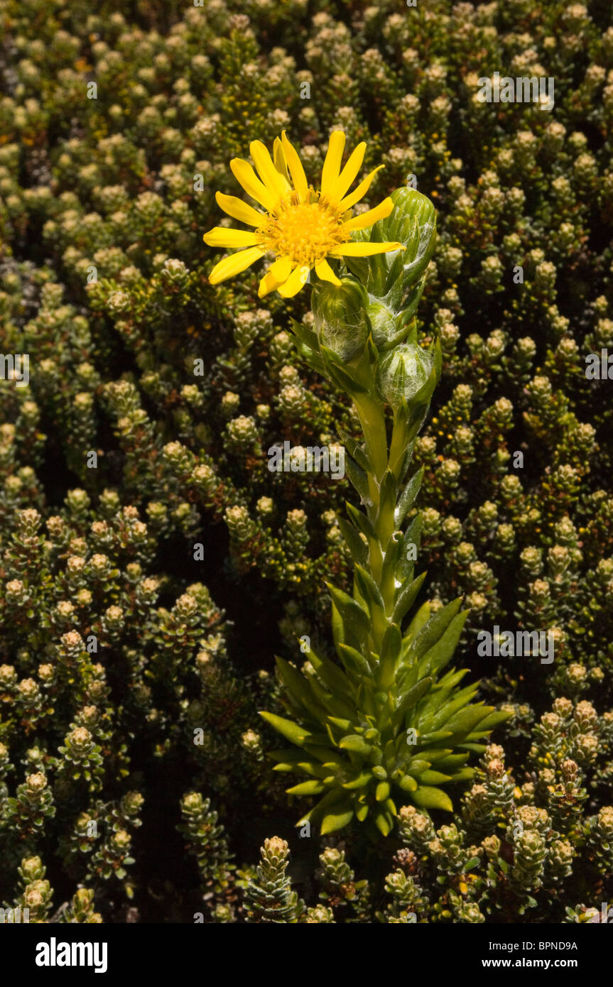 Smooth Falkland Ragwort Cape Dolphin designated Wildlife Sanctuary. Stock Photo