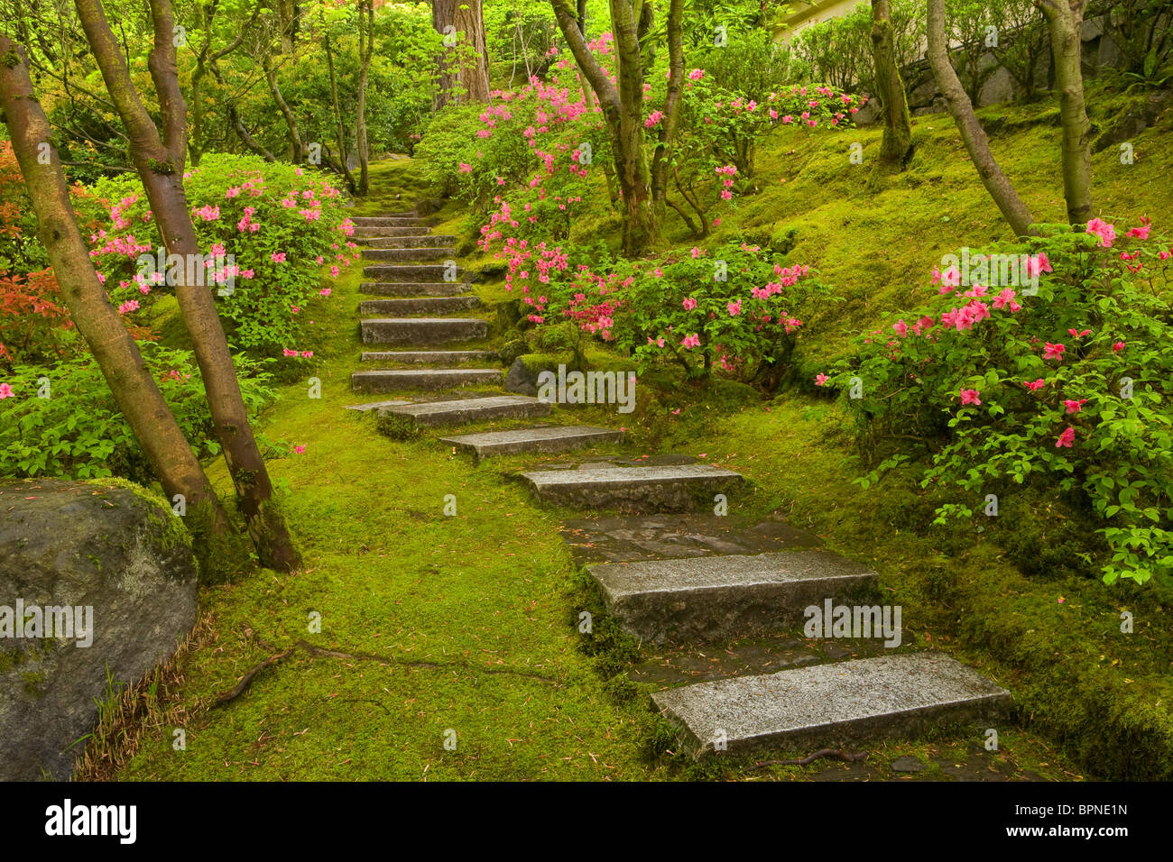 Azaleas and stairs in the Natural Garden of Portland's Japanese Garden, Oregon Stock Photo