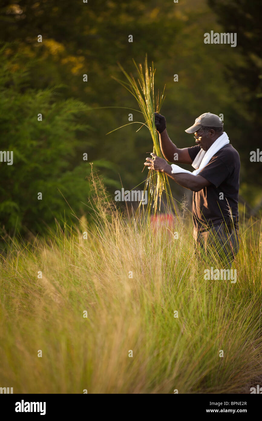 A Gullah sweet grass basket weaver harvests sweet grass to prepare for traditional baskets in