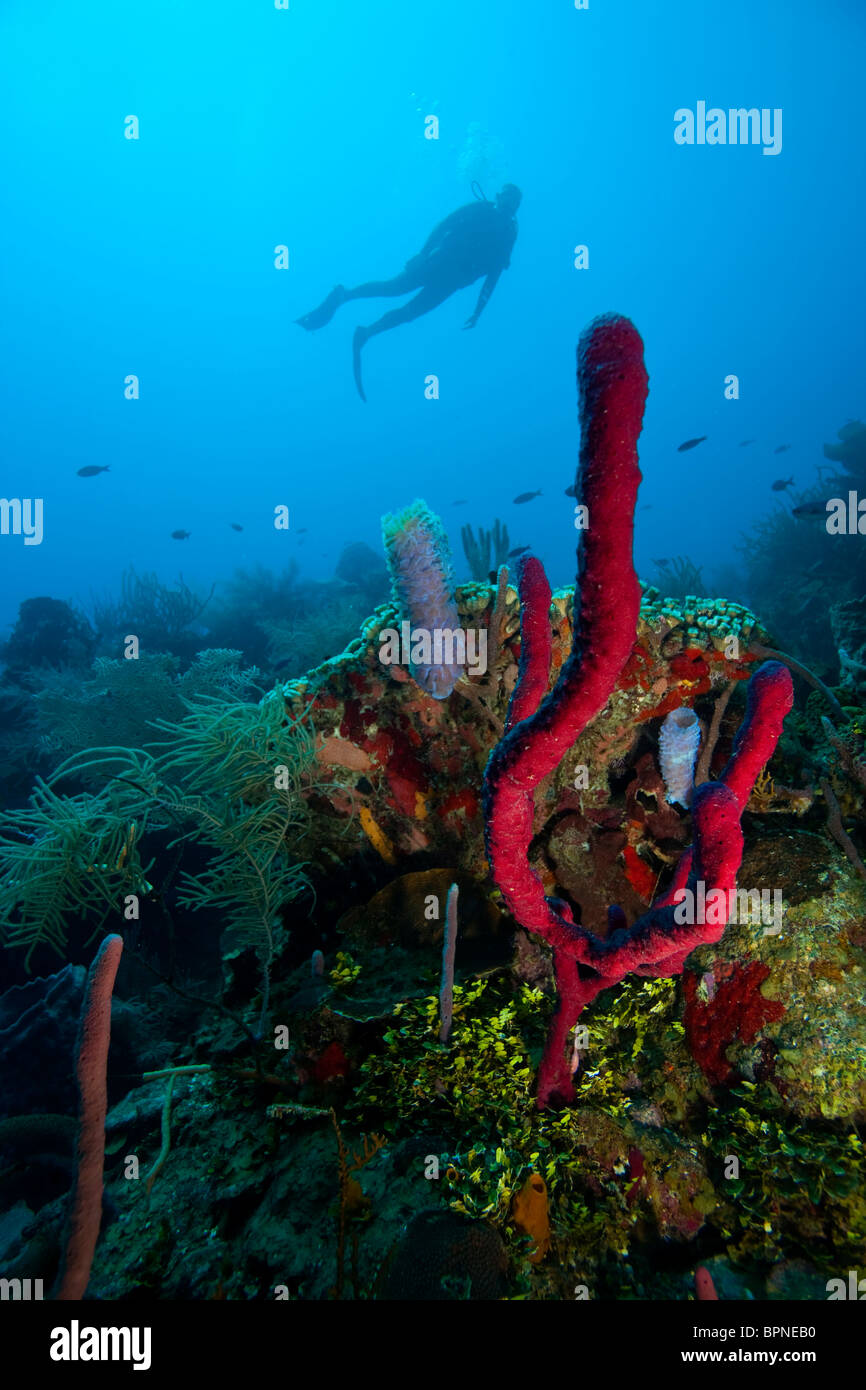 male scuba diver, Roatan marine park, Caribbean Scuba Diving, Roatan ...