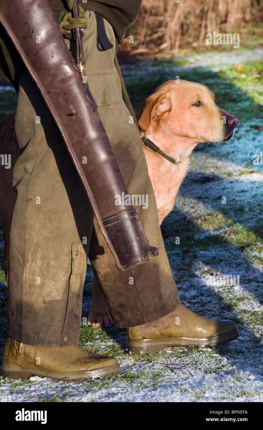 trained gun dog waiting beside owner Stock Photo