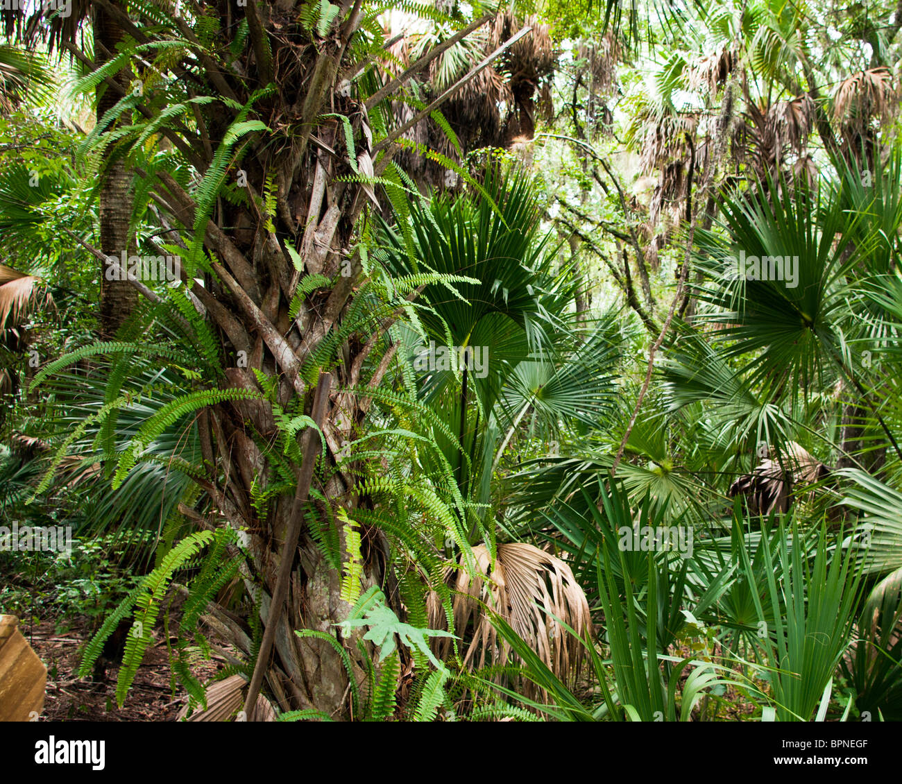 Wild Boston Fern or Sword Fern (Nephrolepis exalta) at Erna Nixon Hammock Nature Preserve in Florida is an epiphytic plant Stock Photo