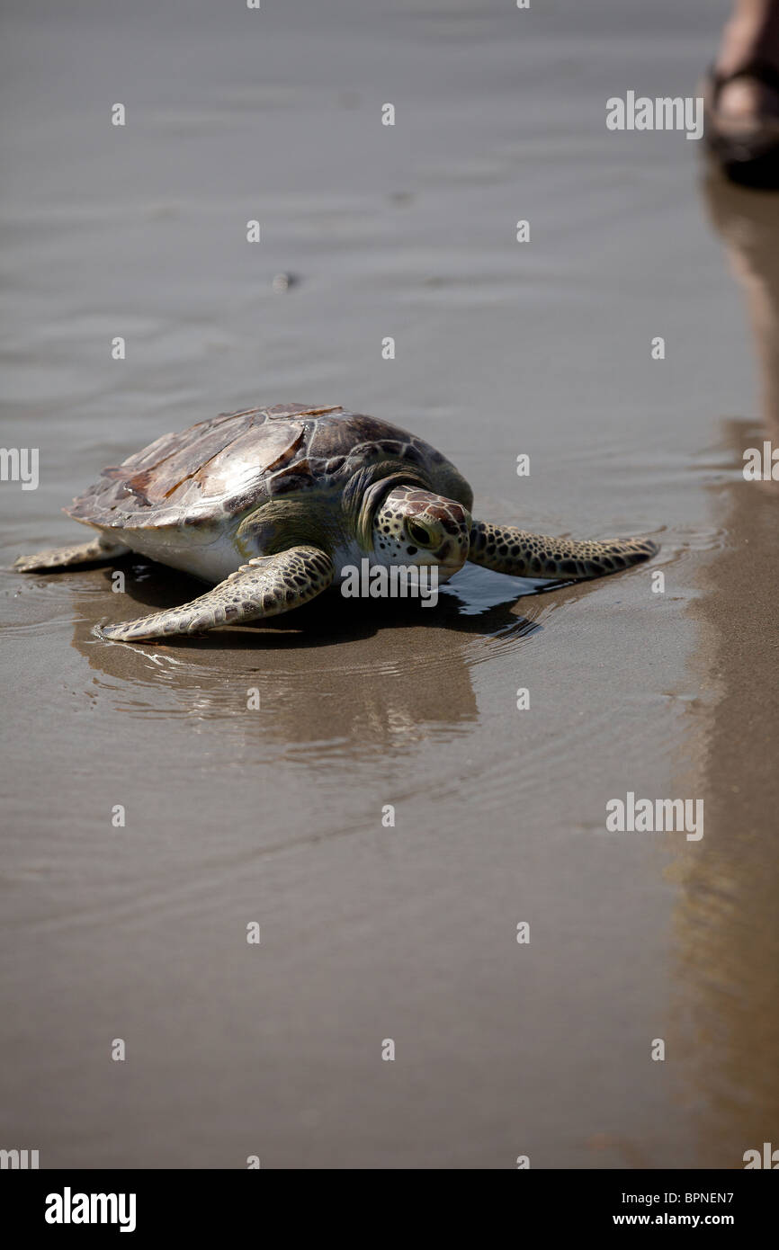 A rehabilitated green sea turtle released back to the ocean by the ...