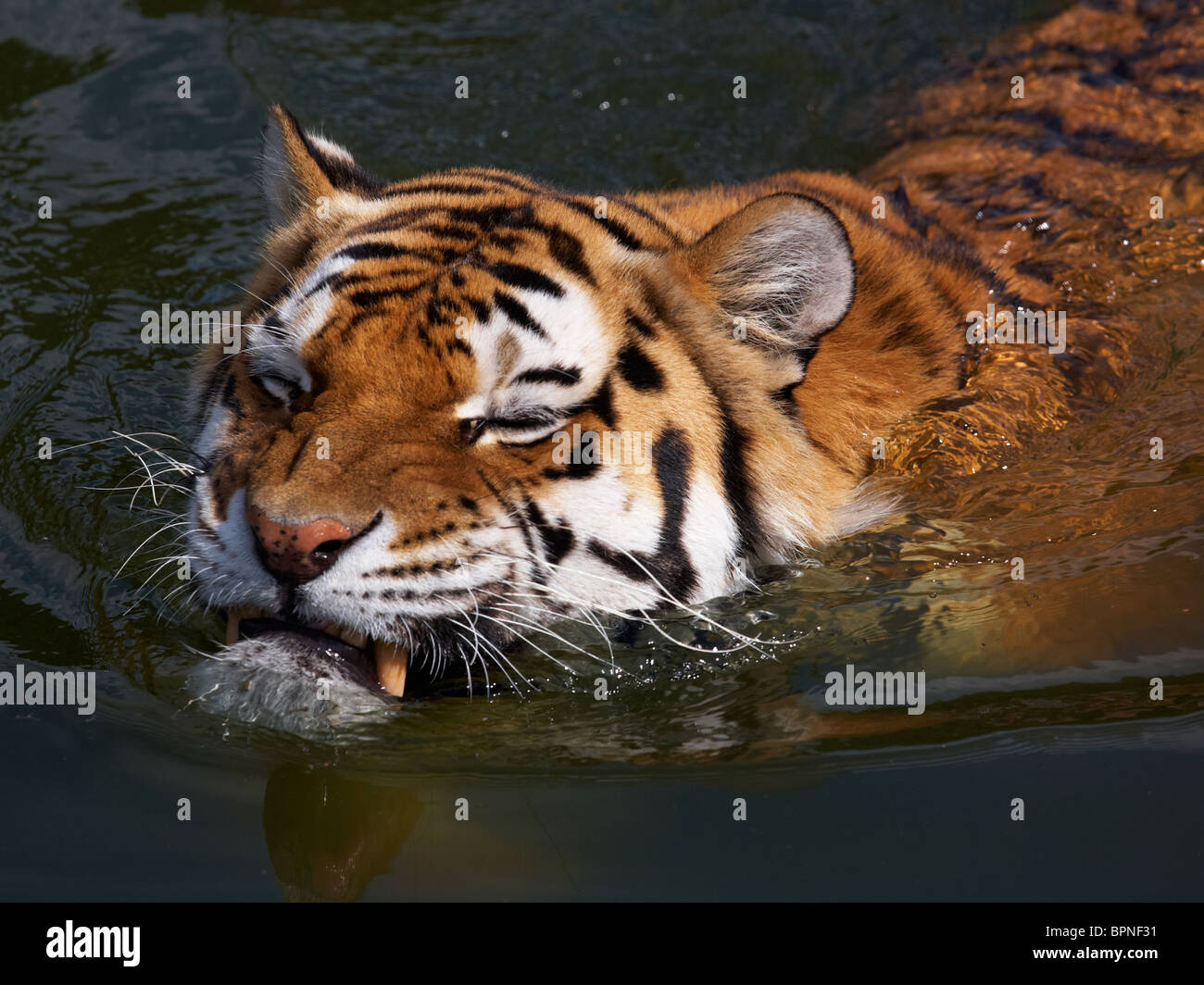 Close-up portrait of a Siberian Tiger swimming in the water Stock Photo
