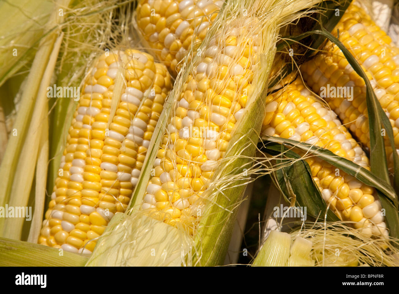 "Fresh Ears of Corn in Husks with Silk" Stock Photo