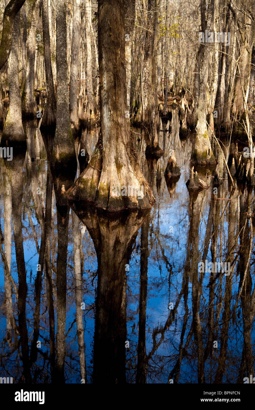 Scene from Francis Beidler Forest at Four Holes Swamp, Dorchester County, SC Stock Photo