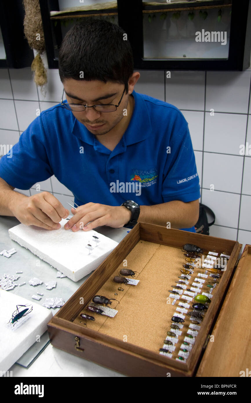 Entomologist classifying insects at the Veragua Rainforest Research and Adventure Park near Limon, Costa Rica. Stock Photo