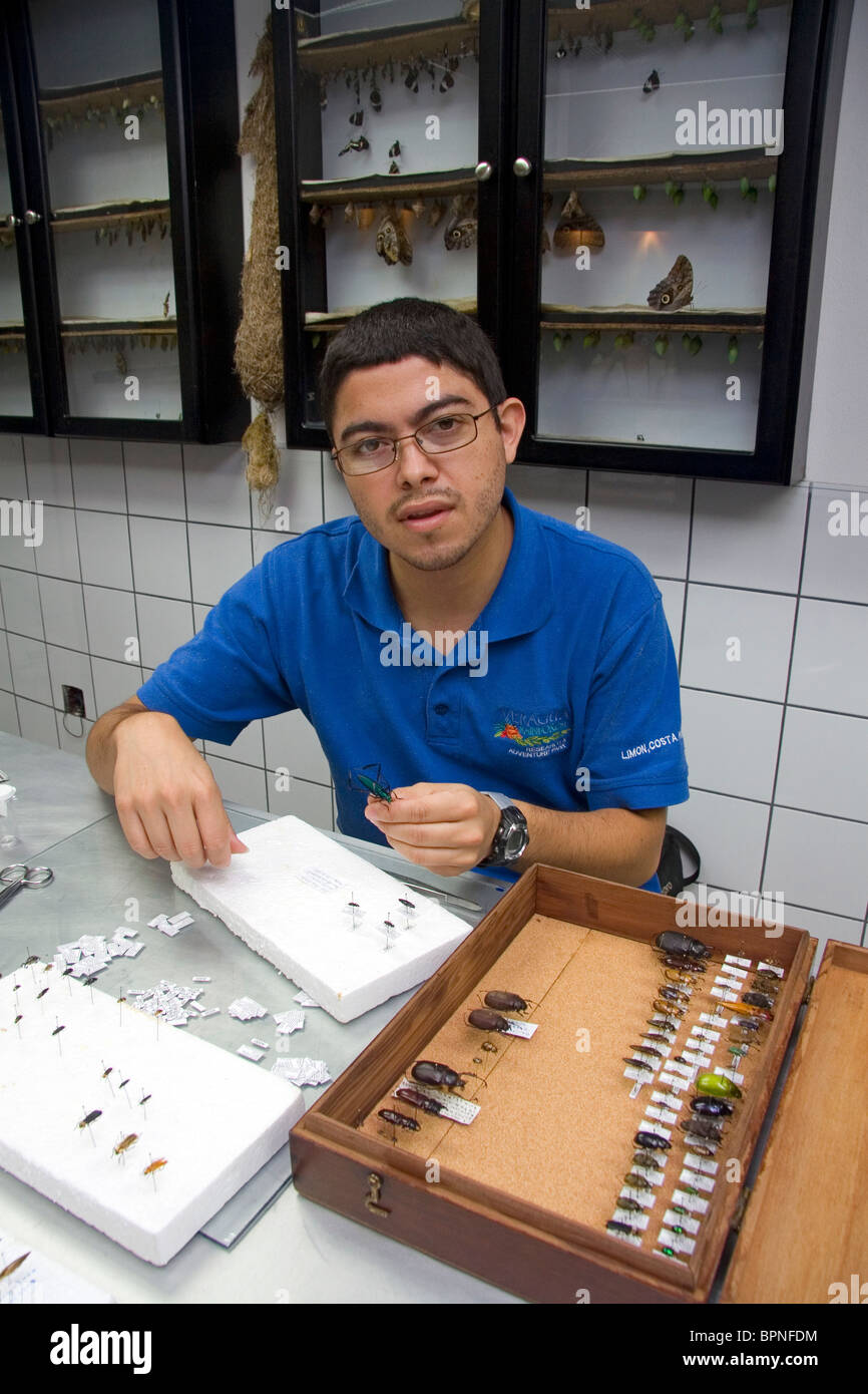 Entomologist classifying insects at the Veragua Rainforest Research and Adventure Park near Limon, Costa Rica. Stock Photo