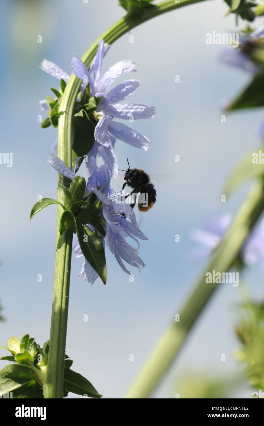 Bee landing on chicory flower Stock Photo