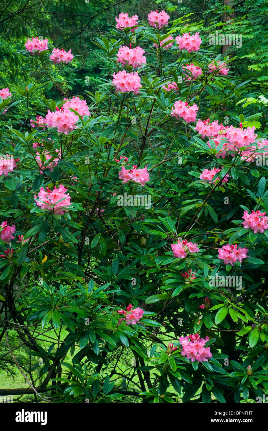 Rhododendrons in bloom in the Natural Garden of the Portland Japanese Garden, Oregon Stock Photo