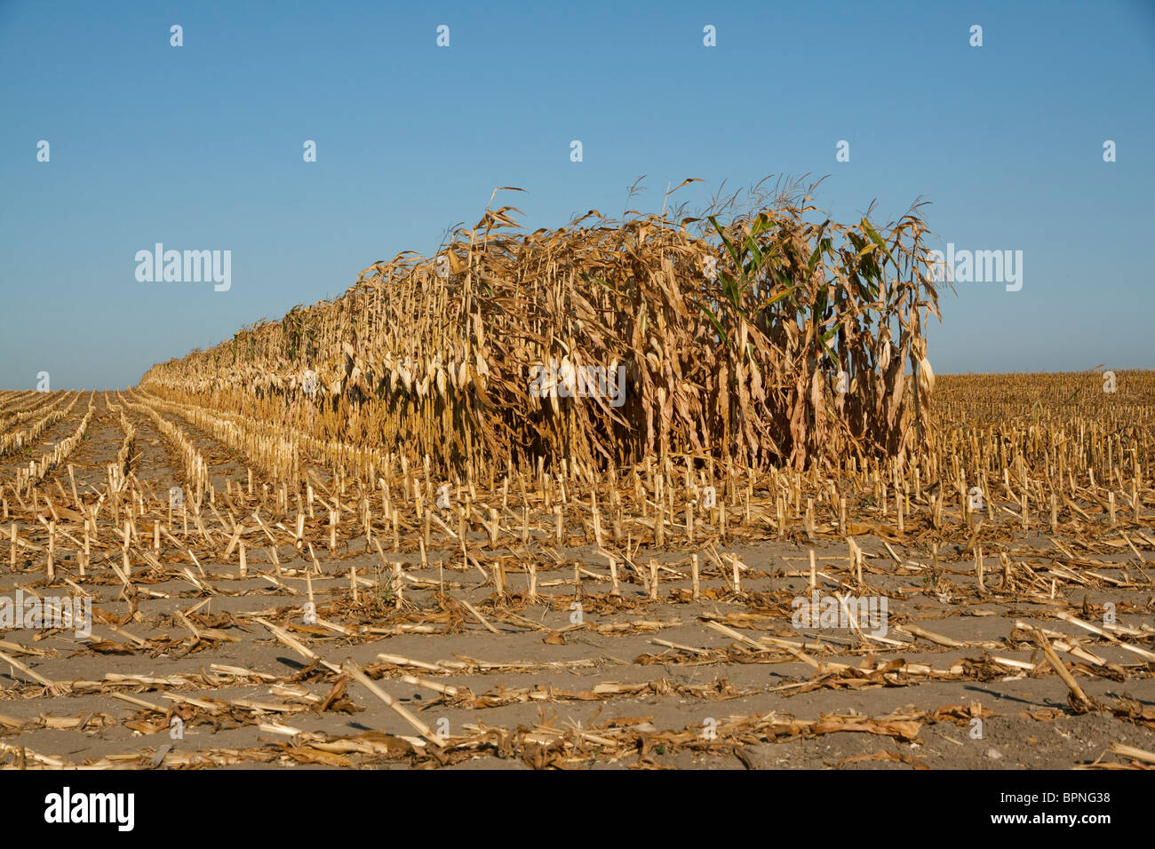 Harvest of Field Corn field Michigan USA Stock Photo Alamy