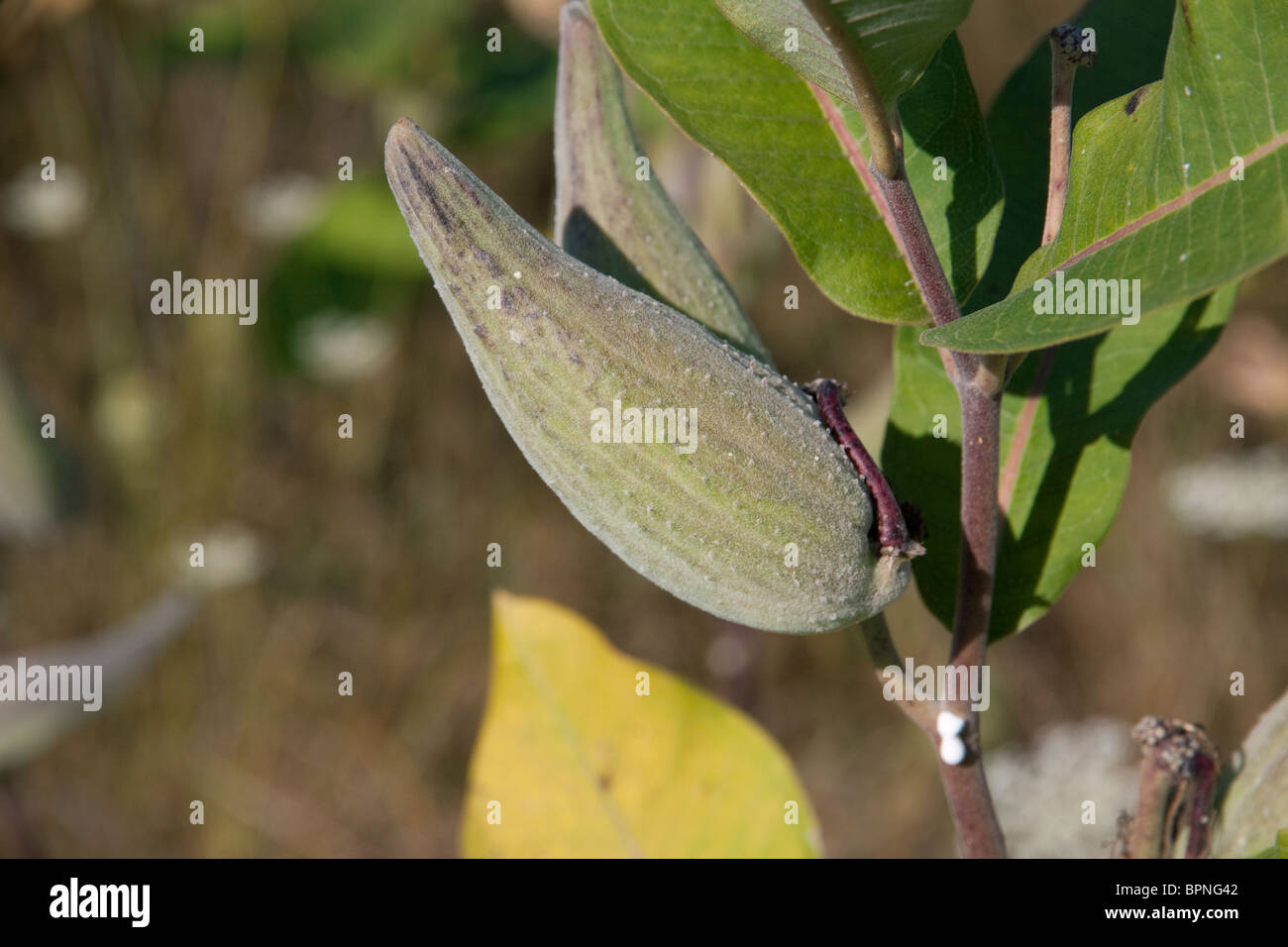 Common Milkweed seed pods Asclepias syriaca Eastern USA Stock Photo Alamy