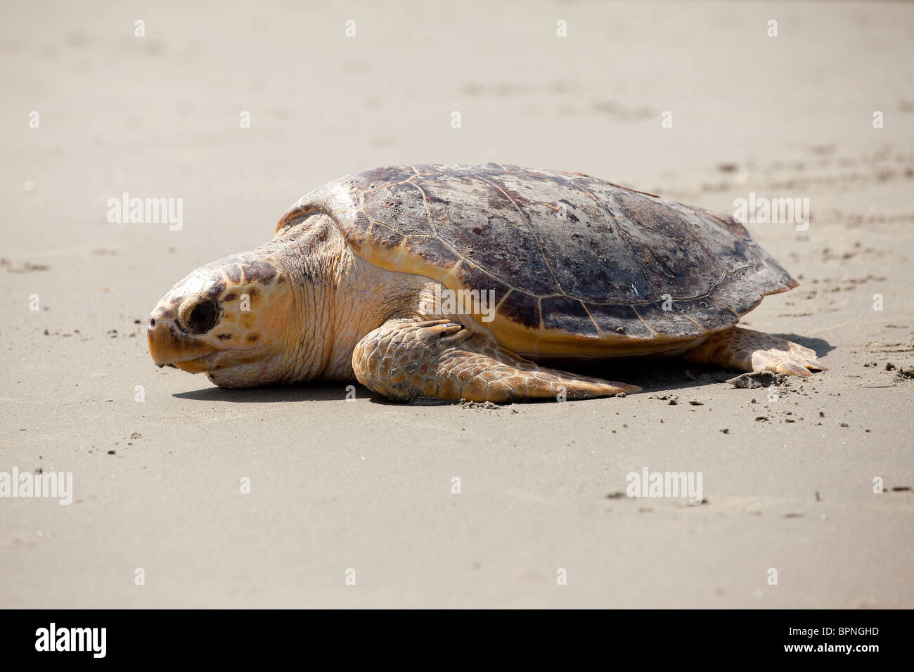 A rehabilitated loggerhead sea turtle released back to the ocean by the Turtle Rescue Team on the Isle of Palms, SC Stock Photo