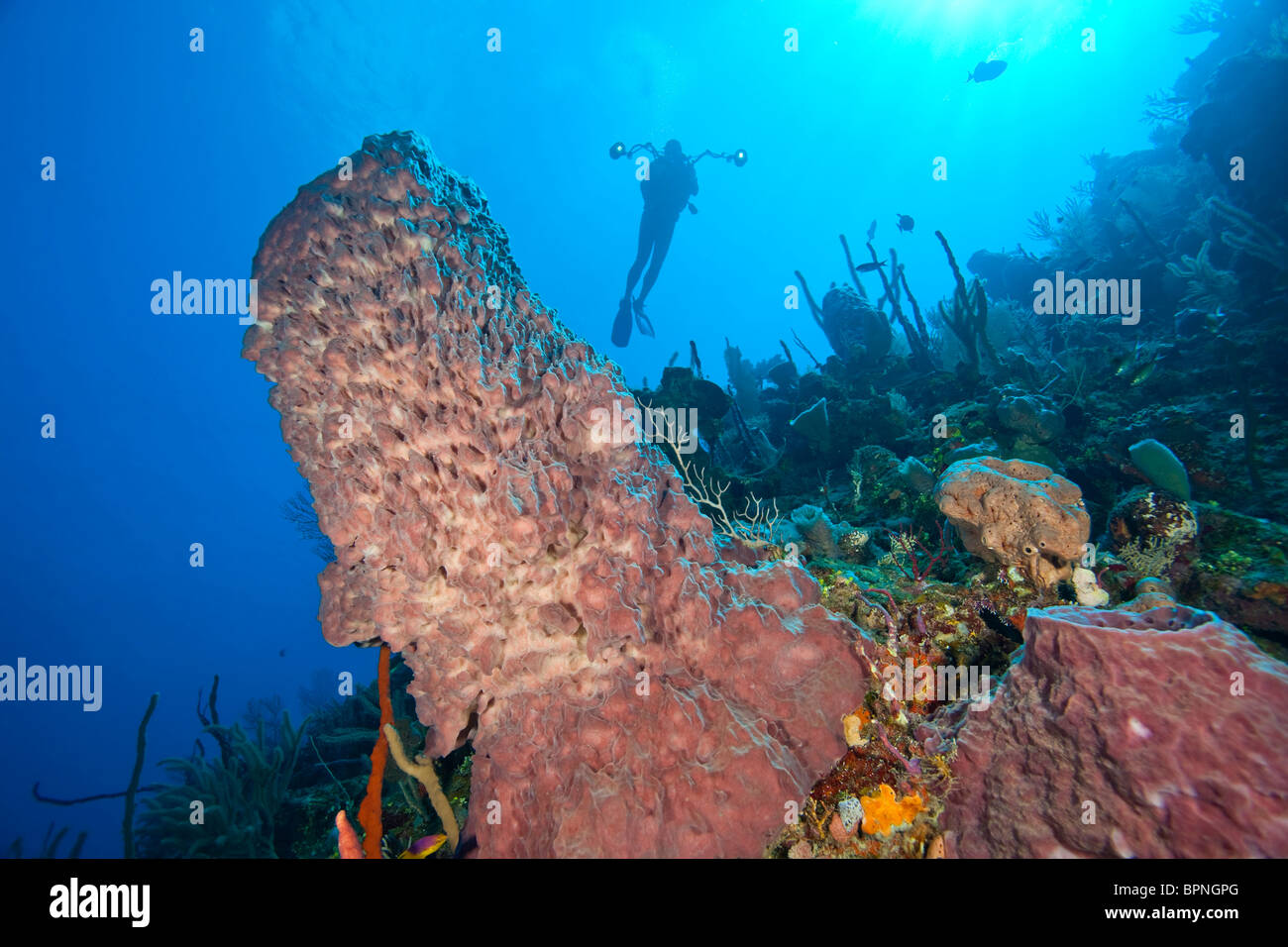 Scuba Divers with an underwater cmaera, Giant Barrel Sponges , Utila, Bay Islands, Honduras, Central America Stock Photo
