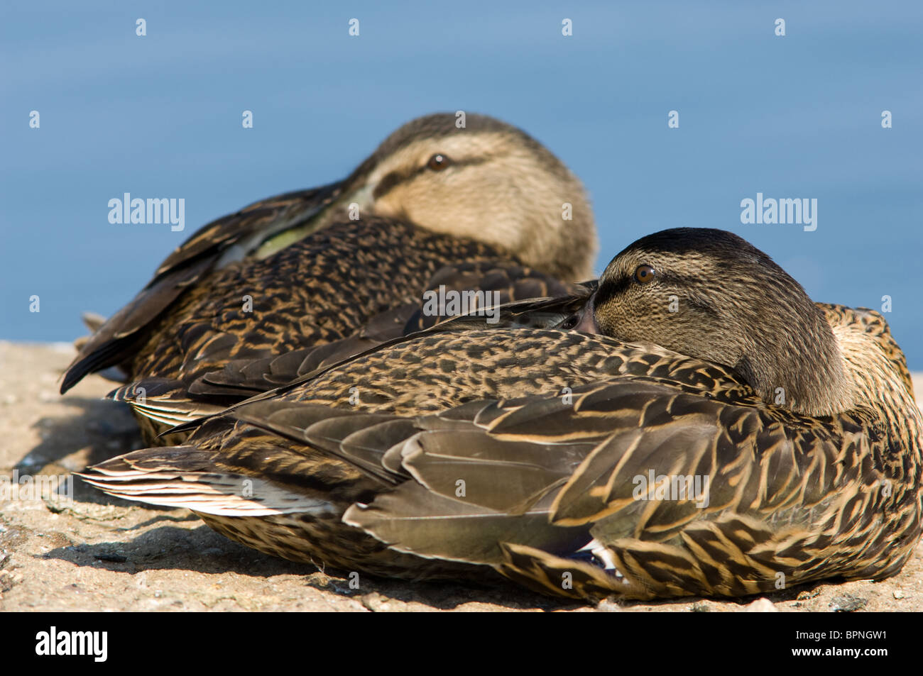 Two female Mallard ducks sitting and at rest Stock Photo