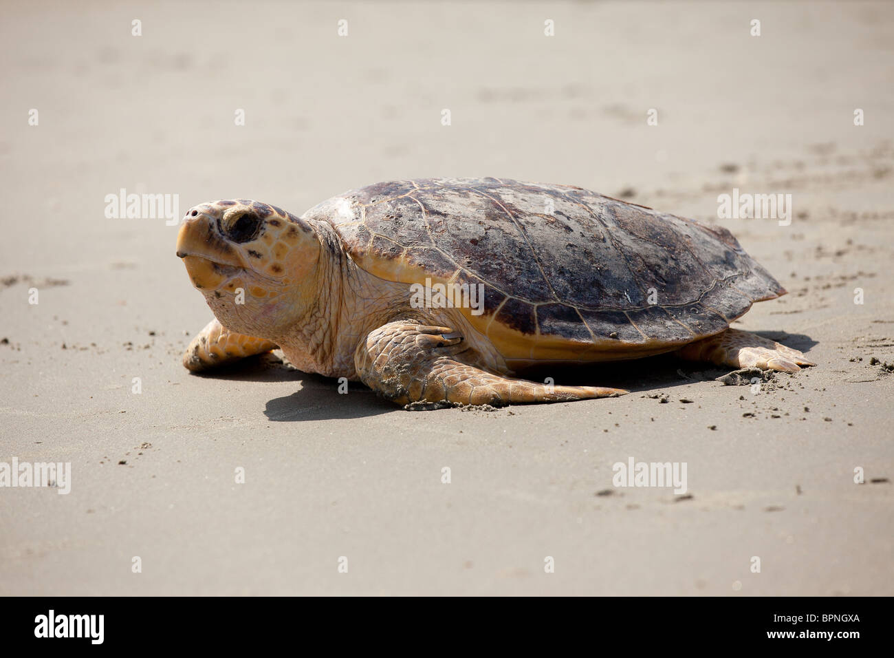 A rehabilitated loggerhead sea turtle released back to the ocean by the Turtle Rescue Team on the Isle of Palms, SC Stock Photo