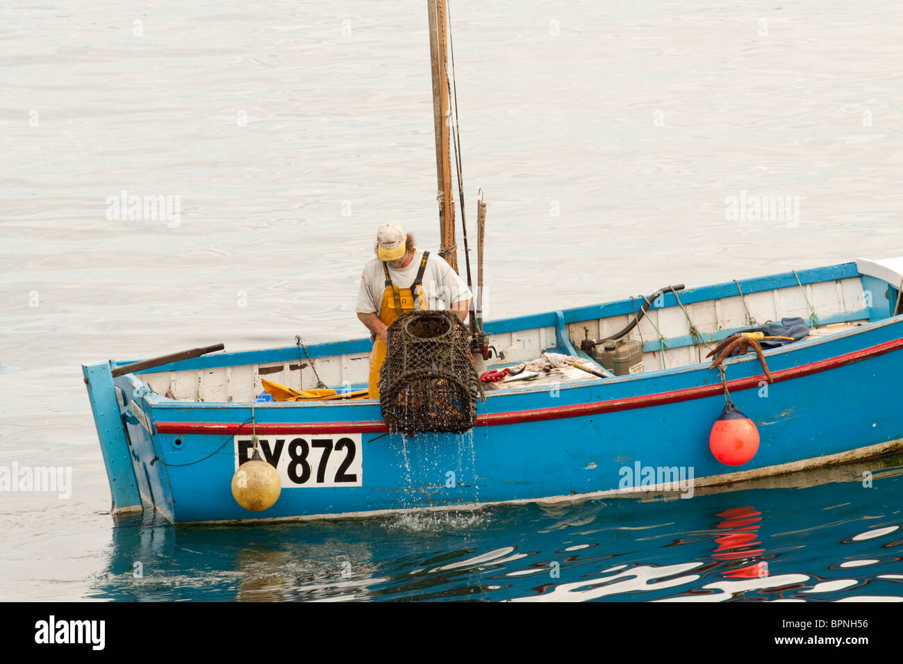 A Cornish crab fisherman on his boat pulls a crab from the sea