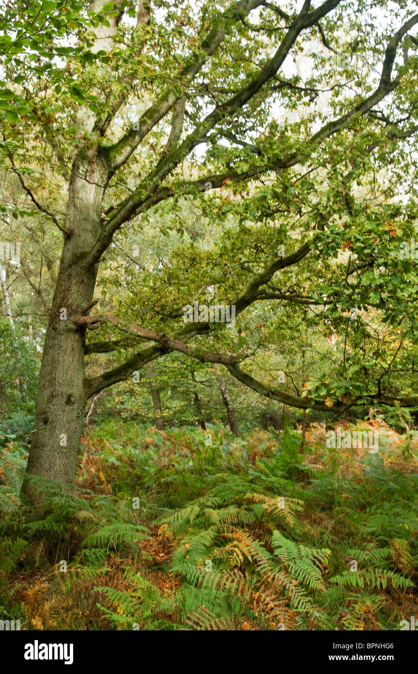 Woodland leaves patterns hi-res stock photography and images - Alamy