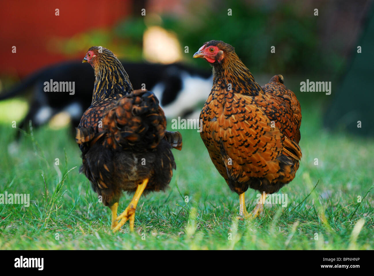 A pair of female gold laced wyandotte Bantams Stock Photo