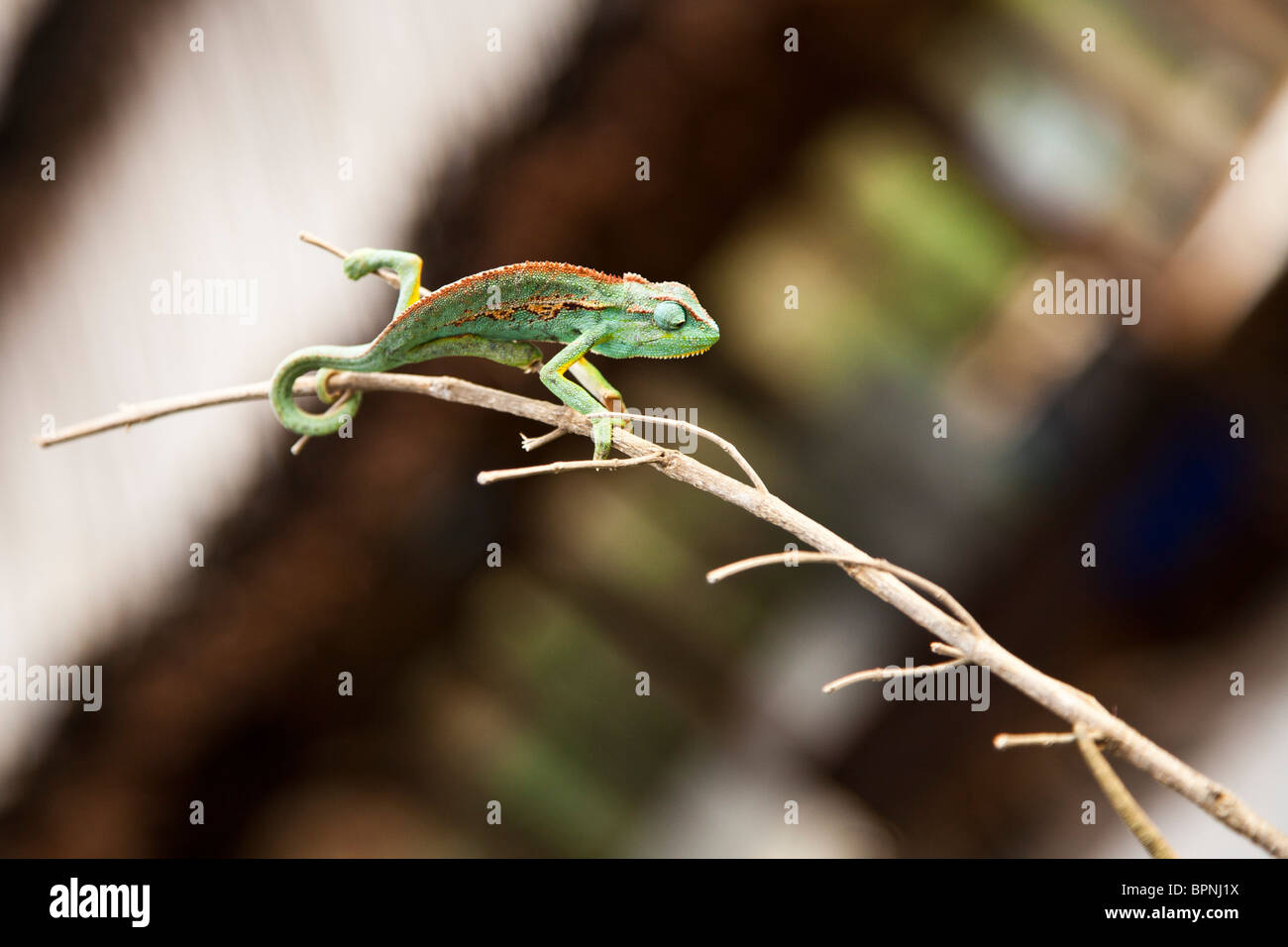 Chameleon walking down a branch Stock Photo