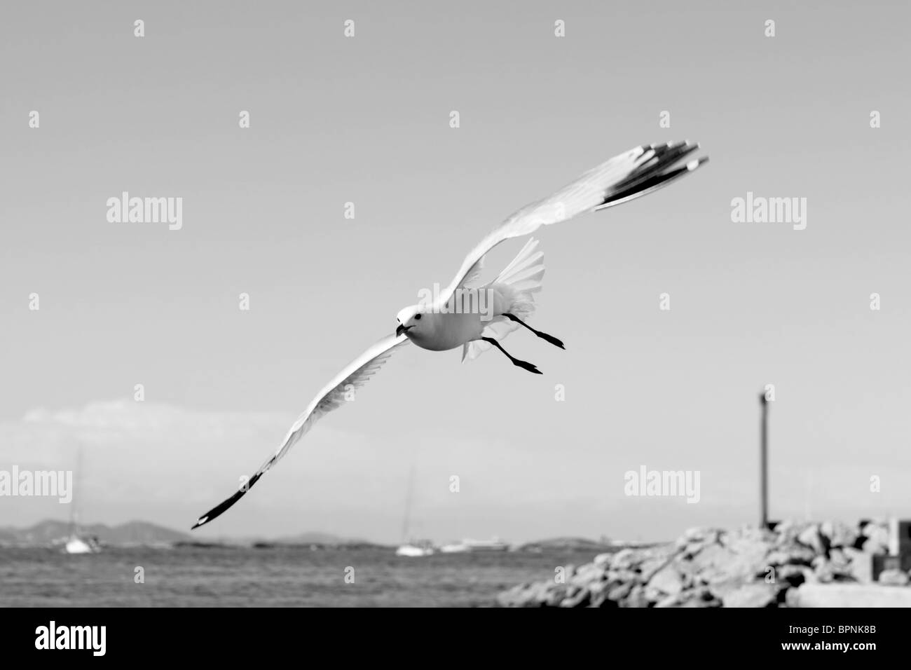 flying seagulls on Formentera port summer balearic islands Stock Photo