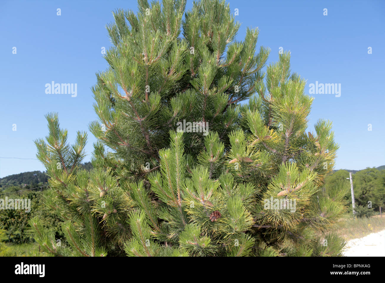 A pine tree in the forest Stock Photo - Alamy